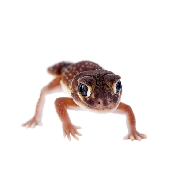 Gładkie Gałka tailed Gecko na białym — Zdjęcie stockowe