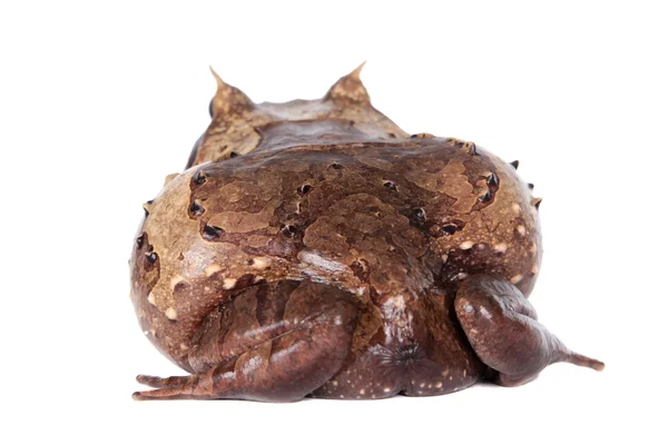 Annam sapo spadefoot em branco — Fotografia de Stock