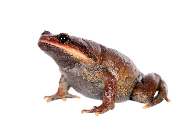 Kakhien hills spadefoot toad auf white — Stockfoto
