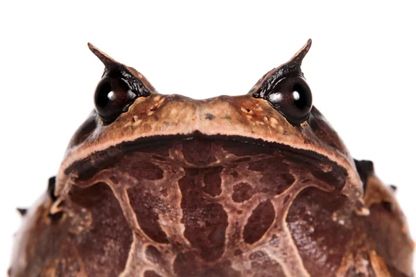 Annam sapo spadefoot em branco — Fotografia de Stock