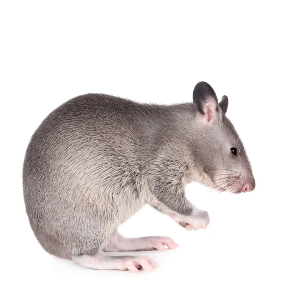 Rat Gambien poché, 3 mois, sur blanc — Photo