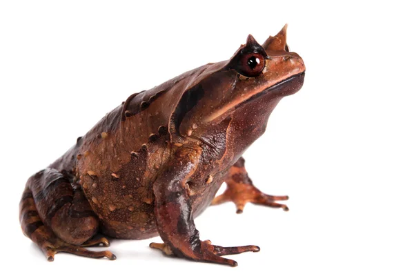 Annam spadefoot rospo su bianco — Foto Stock