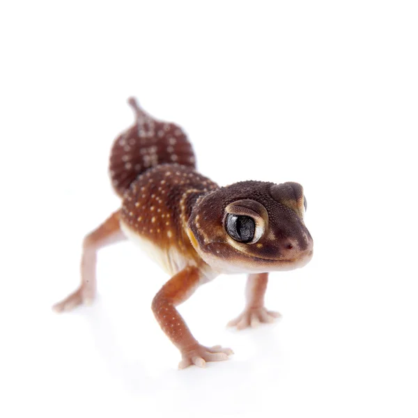 Gładkie Gałka tailed Gecko na białym — Zdjęcie stockowe