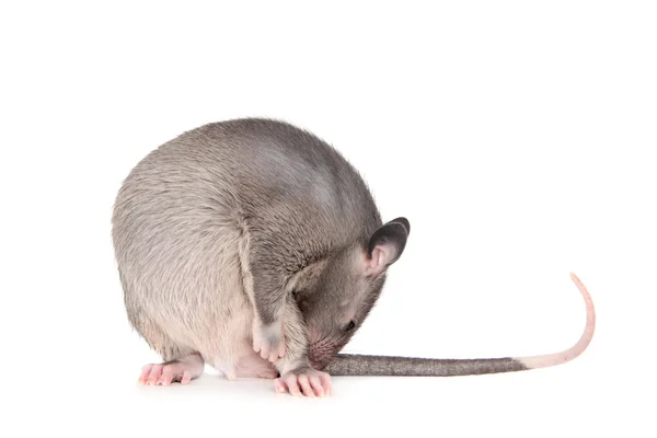 Gambian pouched rat, 3 month old, on white — Stock Photo, Image