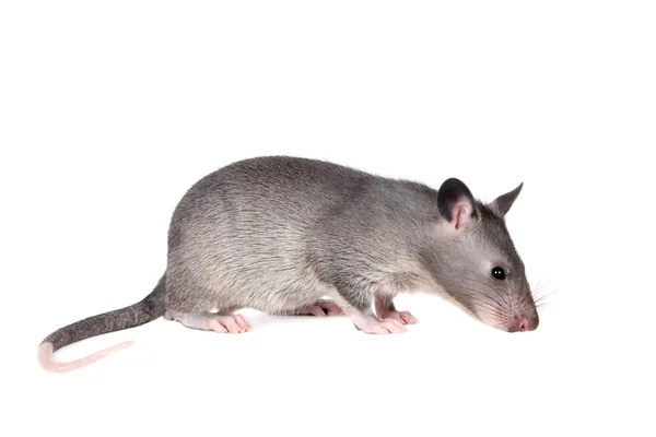 3 개월 된, 화이트에 시리아 pouched rat — 스톡 사진