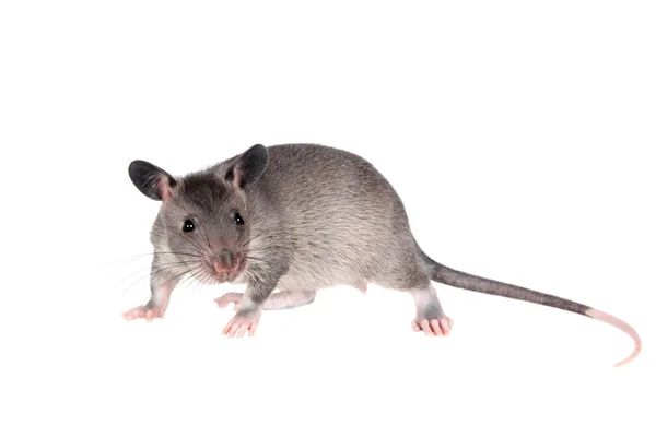 Гамбийская пушистая крыса, 3 месяца, белая — стоковое фото