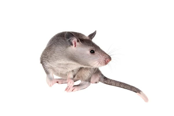 Gambiaanse verpakt rat, 3 maand oud, op wit — Stockfoto