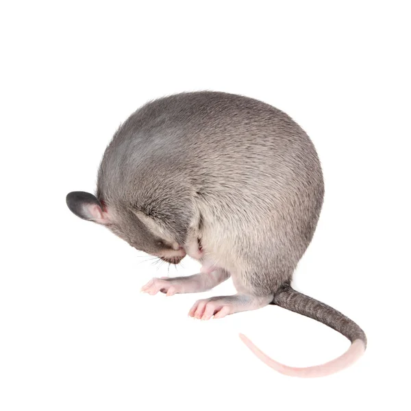 Gambian pouched rat, 3 month old, on white — Stock Photo, Image