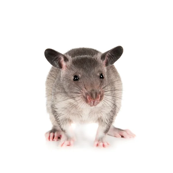 Gambian pouched rat, 3 month old, on white — Stock Photo, Image