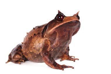 Annam spadefoot kurbağa beyaz