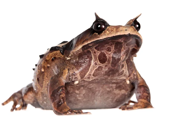 Sapo de pies largos Annam sobre blanco — Foto de Stock