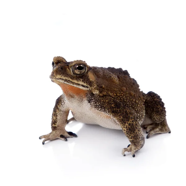 Asian common toad on white background — Stock Photo, Image