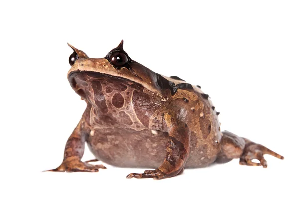 Annam sapo spadefoot em branco — Fotografia de Stock