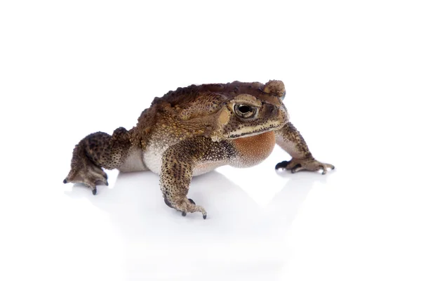 Asian common toad on white background — Stock Photo, Image