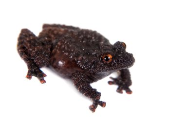 Korkunç yosunlu kurbağa, beyaz Theloderma horridum