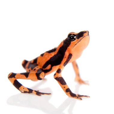 Amazonlar Harlequin kurbağa, beyaz Atelopus spumarius