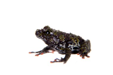 Kurbağa üzerinde beyaz Theloderma bicolor, nadir spieces