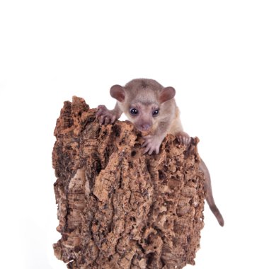 Kinkajou, Potos flavus, 3 mounth eski bebek beyaz doğum