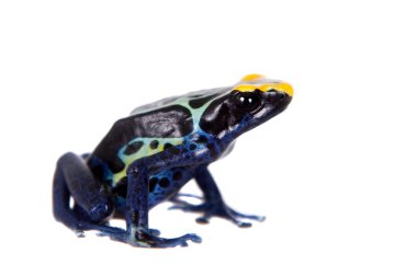 Zehirli ok kurbağası, Dendrobates tinctorius, beyaz üzerine boyama Robertus