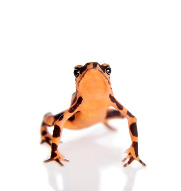 Amazonlar Harlequin kurbağa, beyaz Atelopus spumarius