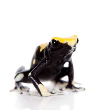 Sarı arka zehirli ok kurbağası, Dendrobates tinctorius, beyaz boyama