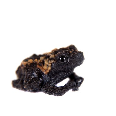 Gordons yosunlu kurbağa, beyaz Theloderma gordoni