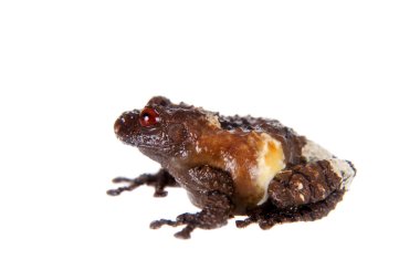 Asian bird poop frog, Theloderma asperum, on white clipart