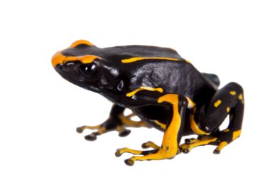 Boyama, Alanis zehirli ok kurbağası, Dendrobates tinctorius, beyaz 
