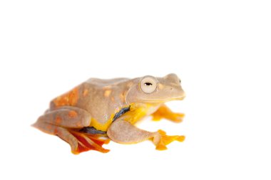 İki noktalı uçan ağaç kurbağası, beyaz Rhacophorus rhodopus