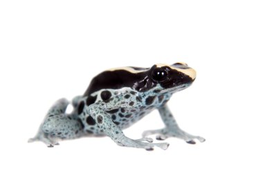 Awarape boyama zehirli ok kurbağası, Dendrobates tinctorius, beyaz