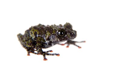 Kurbağa üzerinde beyaz Theloderma bicolor, nadir spieces