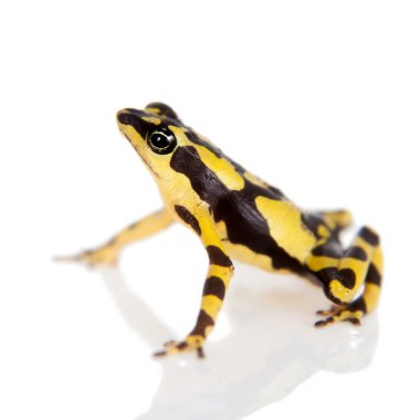 Amazonlar Harlequin kurbağa, beyaz Atelopus spumarius
