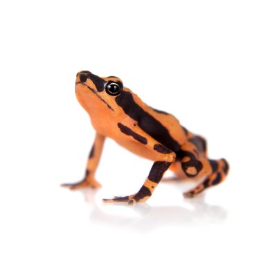 Amazonlar Harlequin kurbağa, beyaz Atelopus spumarius