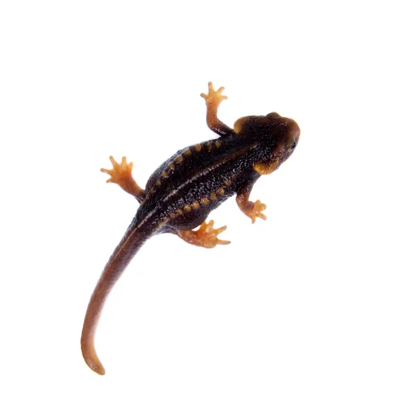 Himalayan newt isolated on white — Stock Photo, Image