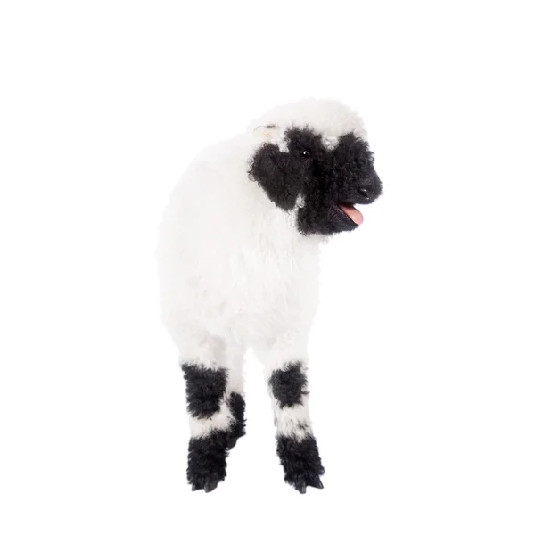 Valais lamb On White — Stock Photo, Image