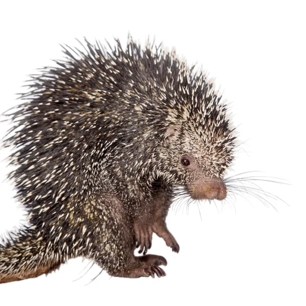 Braziliaanse Porcupine, Coendou prehensilis, op wit — Stockfoto