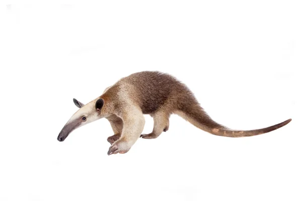 Halsband-Ameisenbär, Tamandua tetradactyla auf weiß — Stockfoto