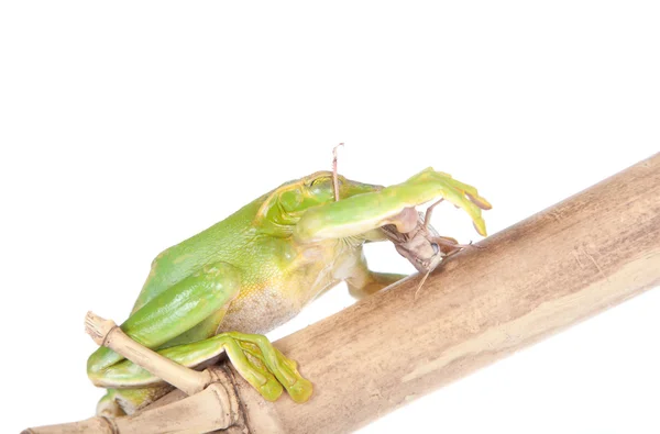 Obří Feae flying tree frog jíst kobylky na bílém pozadí — Stock fotografie