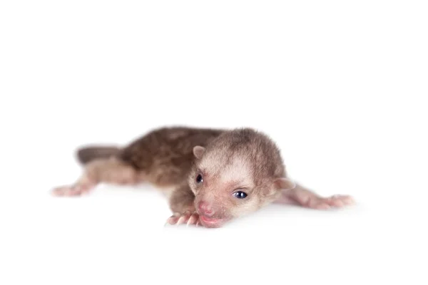Kinkajou, Potos flavus, 1 mounth gamla baby på vit — Stockfoto