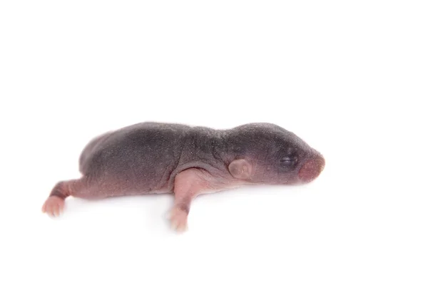 White laboratory rat on white — Stock Photo, Image