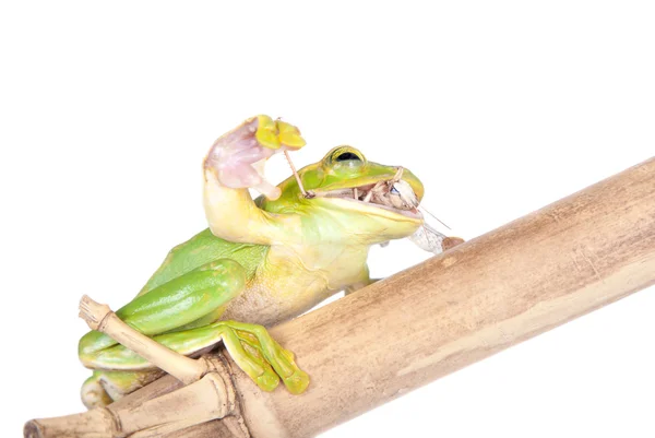 Reuze Feae vliegende boomkikker een sprinkhanen eten op wit — Stockfoto