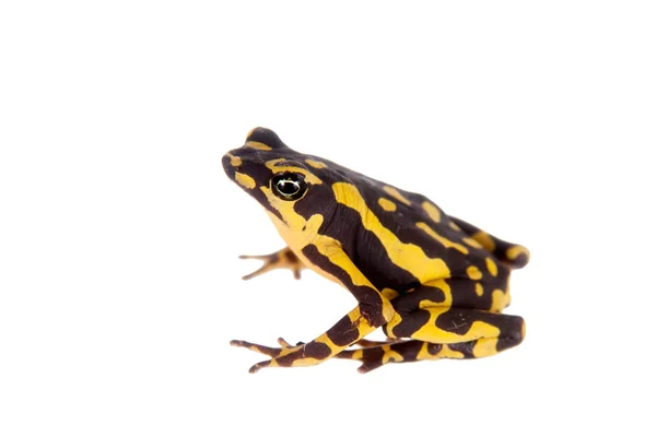 Amazzoni Arlecchino Rana, Atelopus spumarius, su bianco — Foto Stock