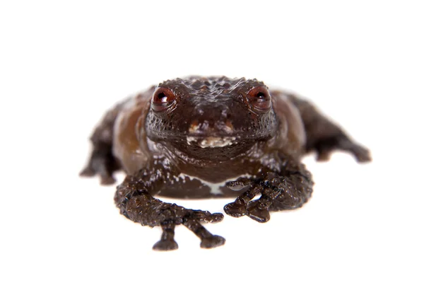 アジアの鳥の糞蛙、白地の Theloderma asperum — ストック写真