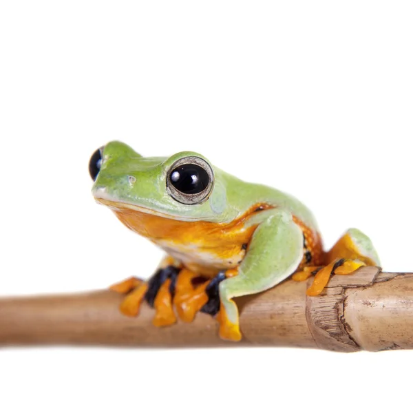 Reinwardts flying tree frog isolated on white — Stock Photo, Image