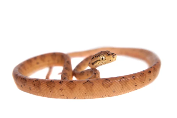 Boa roja del Amazonas, 7 días de edad, aislada en blanco —  Fotos de Stock