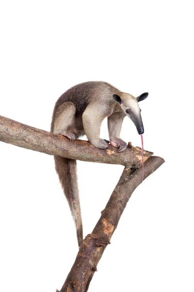Gekraagde Anteater, Tamandua tetradactyla op wit — Stockfoto