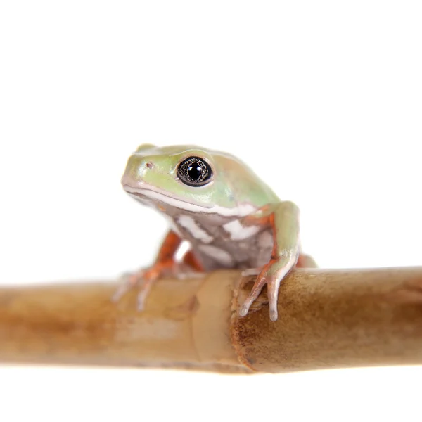 白色背景上的糯猴叶蛙 — 图库照片