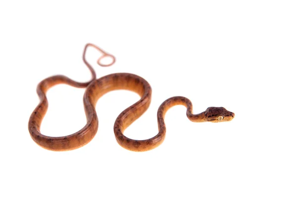 Red Amazon tree boa, 7 days old, isolated on white — Stock Photo, Image