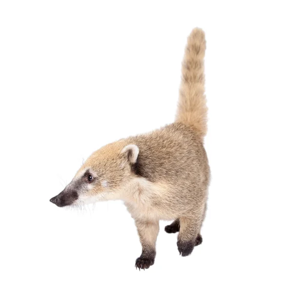 Zuid-Amerikaanse coati, Nasua nasua, baby op wit — Stockfoto