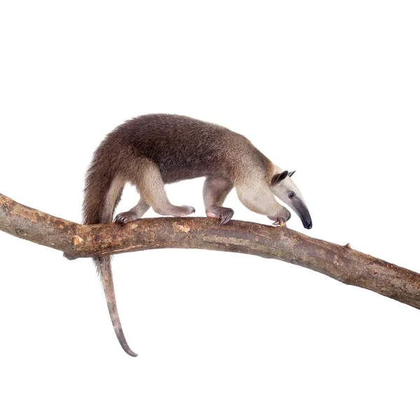 Gekraagde Anteater, Tamandua tetradactyla op wit — Stockfoto